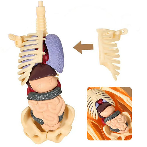MODELO EDUCATIVO 3D DE ANATOMÍA HUMANA / PAGO CONTRA ENTREGA