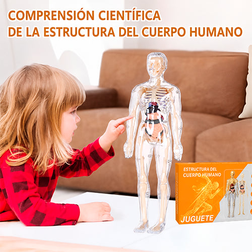 MODELO EDUCATIVO 3D DE ANATOMÍA HUMANA / PAGO CONTRA ENTREGA