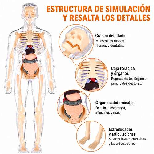 MODELO EDUCATIVO 3D DE ANATOMÍA HUMANA / PAGO CONTRA ENTREGA