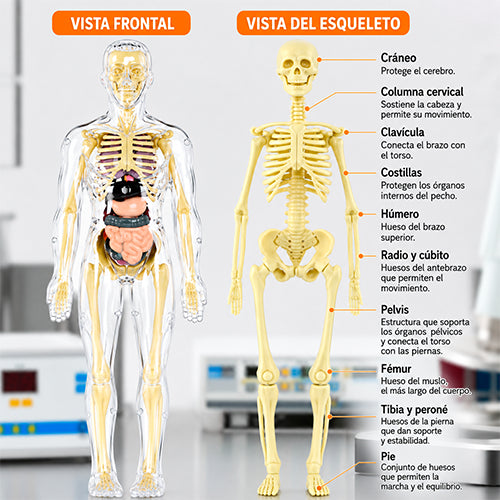 MODELO EDUCATIVO 3D DE ANATOMÍA HUMANA / PAGO CONTRA ENTREGA