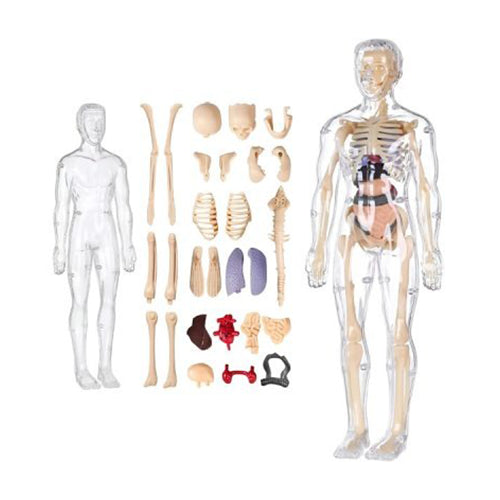 MODELO EDUCATIVO 3D DE ANATOMÍA HUMANA / PAGO CONTRA ENTREGA