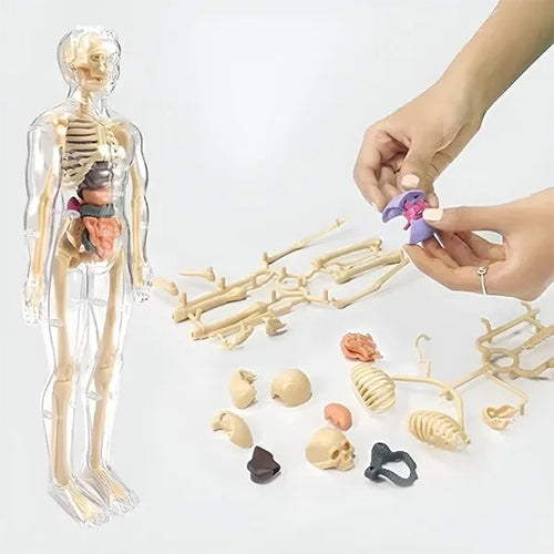 MODELO EDUCATIVO 3D DE ANATOMÍA HUMANA / PAGO CONTRA ENTREGA