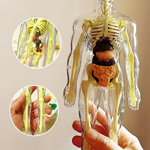 MODELO EDUCATIVO 3D DE ANATOMÍA HUMANA / PAGO CONTRA ENTREGA