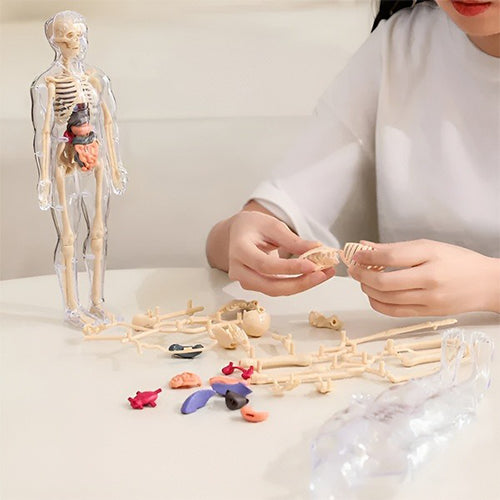 MODELO EDUCATIVO 3D DE ANATOMÍA HUMANA / PAGO CONTRA ENTREGA