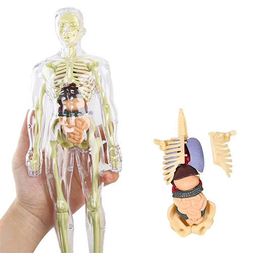 MODELO EDUCATIVO 3D DE ANATOMÍA HUMANA / PAGO CONTRA ENTREGA